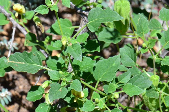 Ivyleaf Groundcherry is a native species that grows up to about 2 and ½ feet. Leaves are somewhat heart-shaped, gray-green and about 1 ½ inches long. Physalis hederifolia